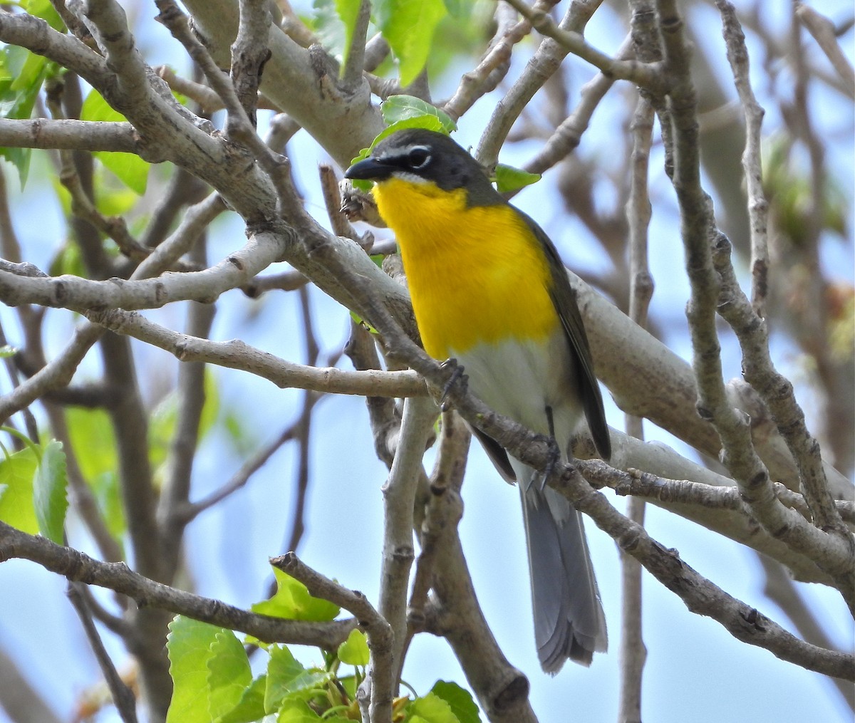 Yellow-breasted Chat - ML455883081