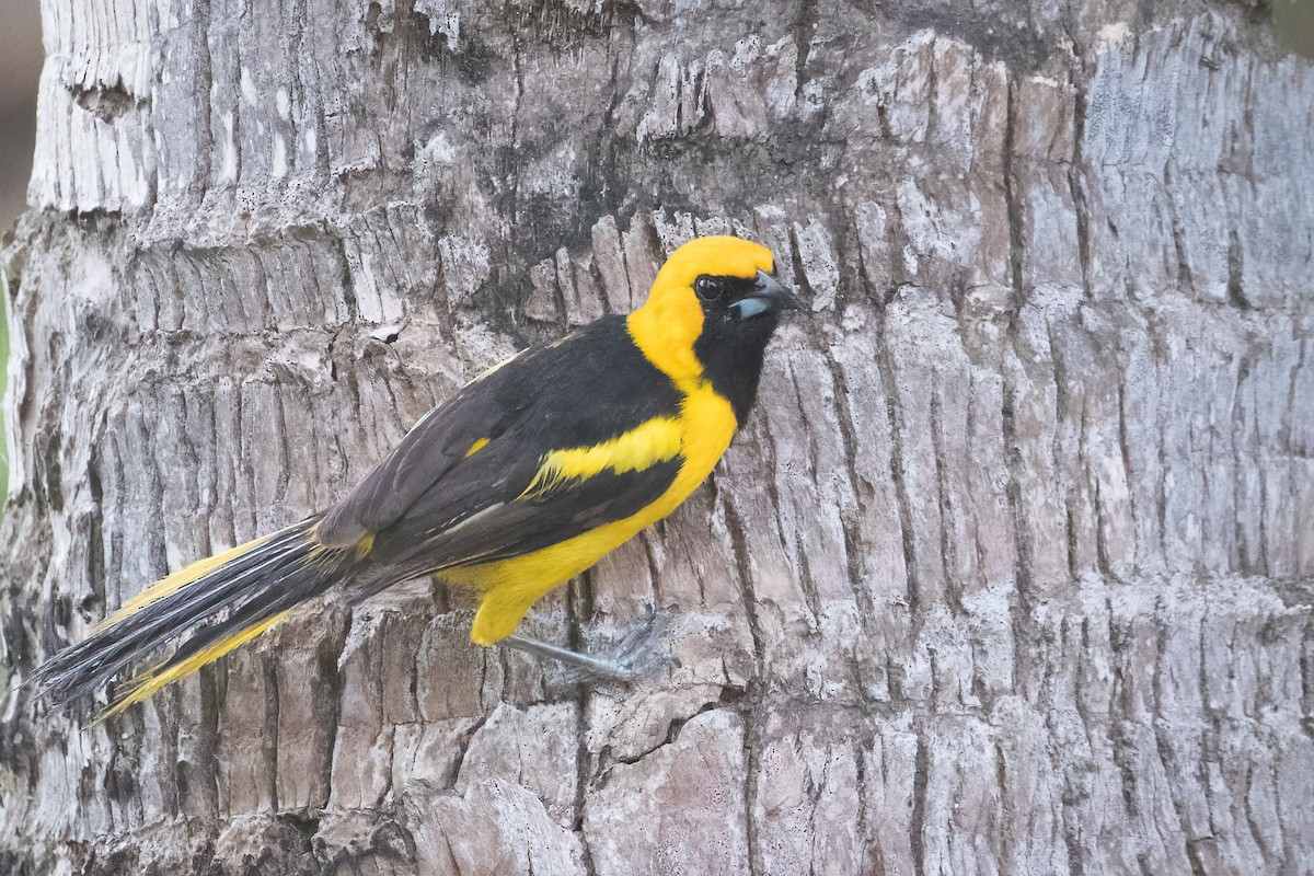 Yellow-tailed Oriole - Tanner Martin