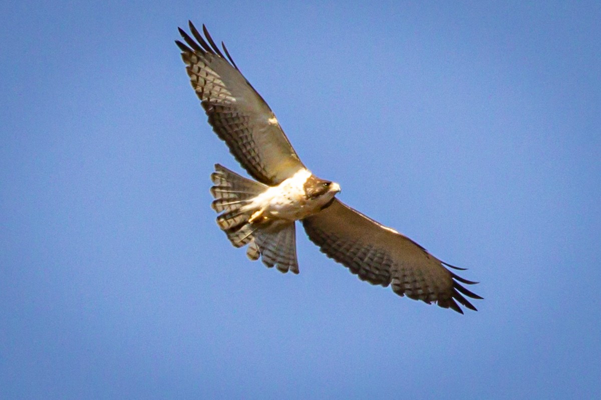 Short-tailed Hawk - Michael Warner
