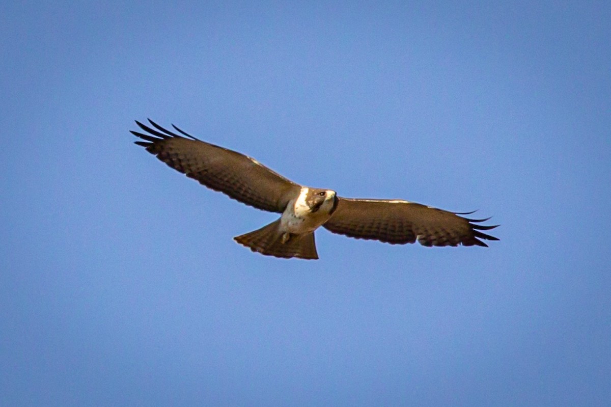 Short-tailed Hawk - Michael Warner
