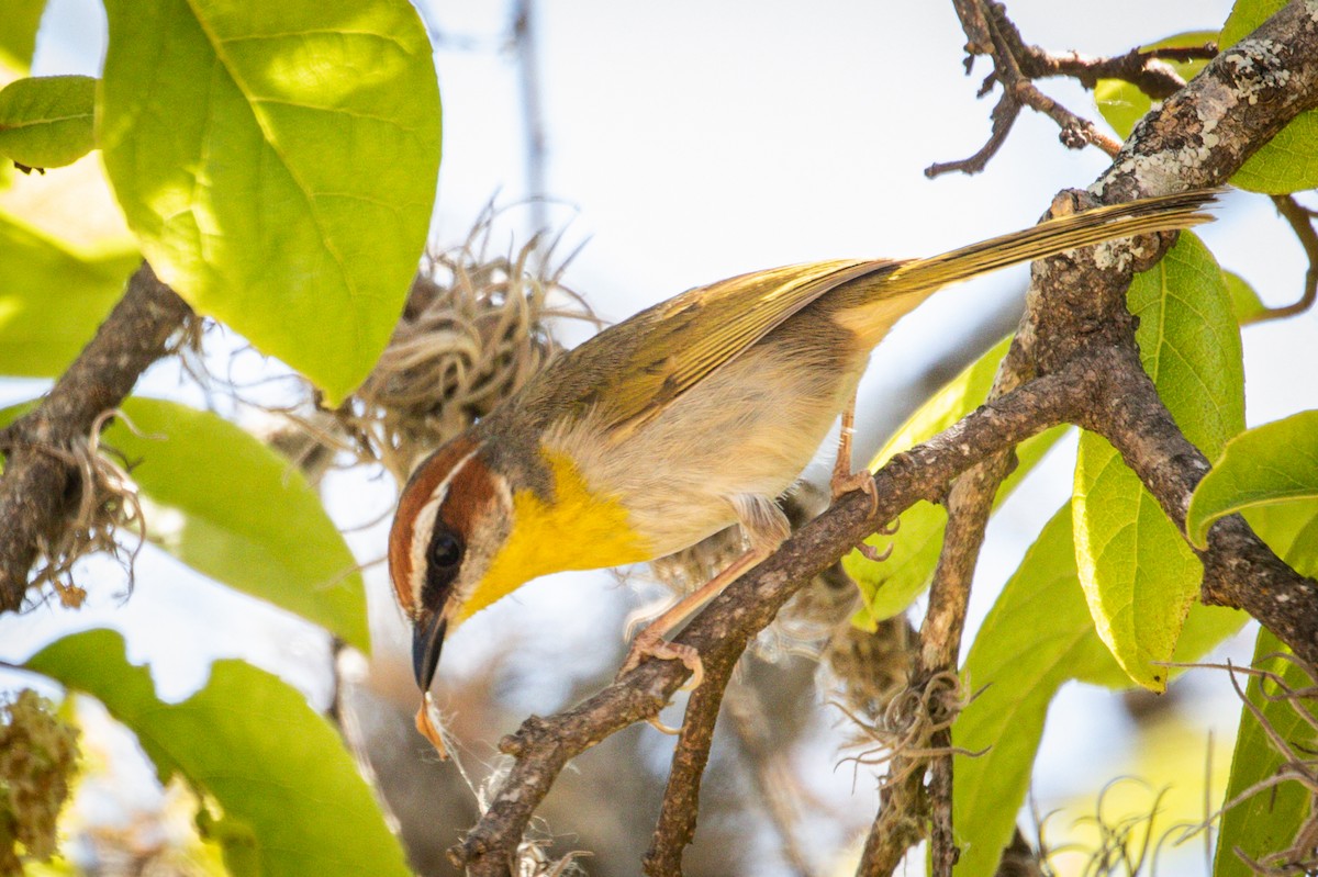 Rufous-capped Warbler - ML455886781