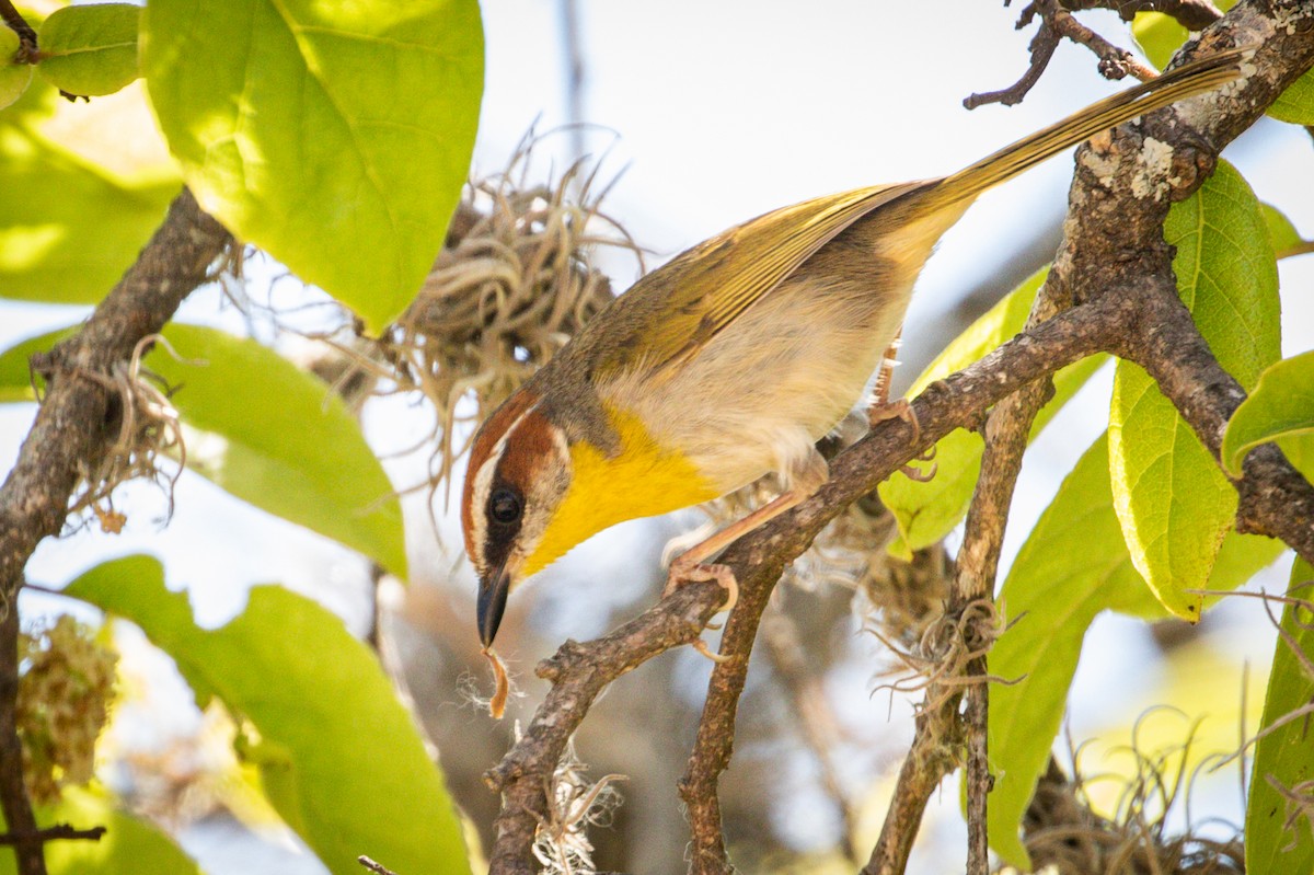 Rufous-capped Warbler - ML455886791
