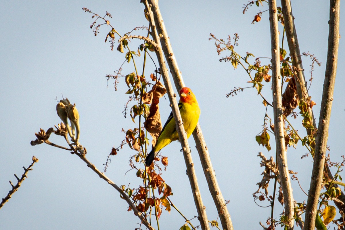 Western Tanager - ML455886811