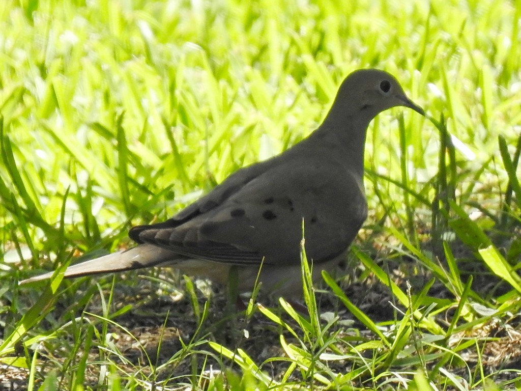 Mourning Dove - Helen Baines