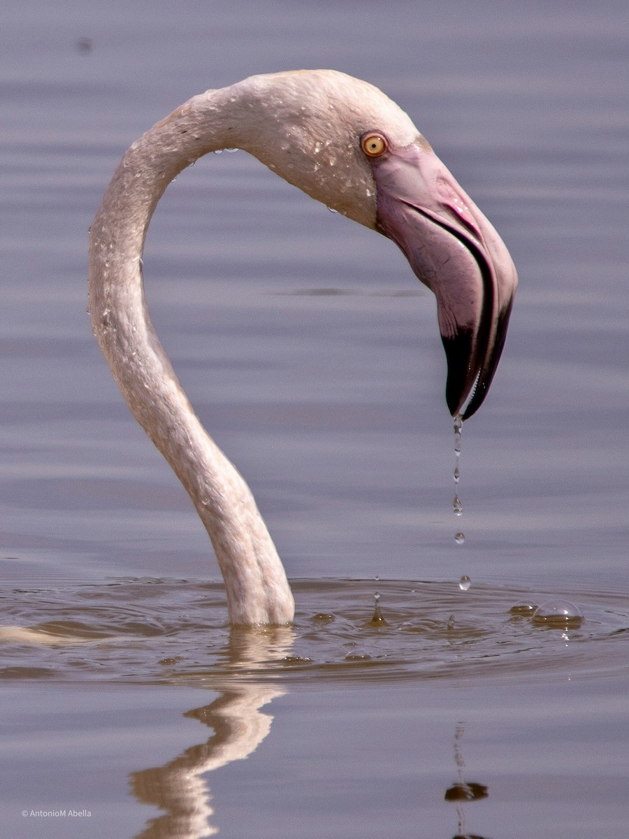 Greater Flamingo - Antonio M Abella