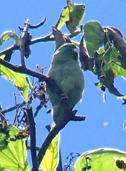 Spectacled Parrotlet - Camilo Orjuela-Barrera