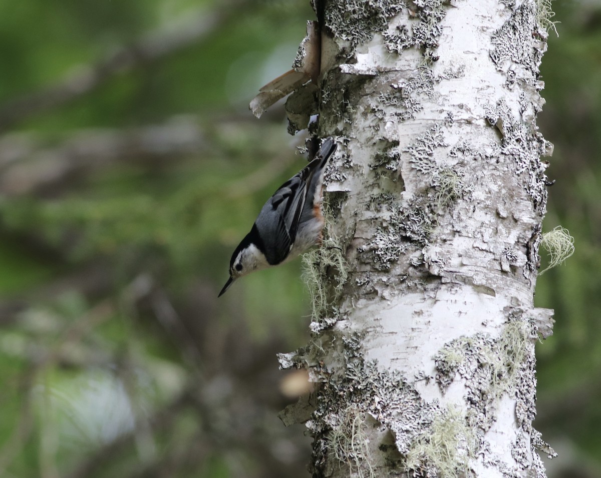 White-breasted Nuthatch - ML455896861