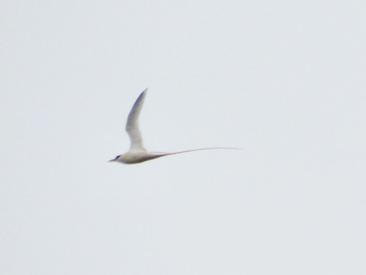 White-tailed Tropicbird - ML455898251