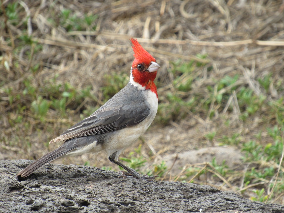 Red-crested Cardinal - ML455899041