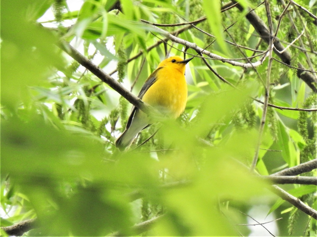 Prothonotary Warbler - Susan Brauning