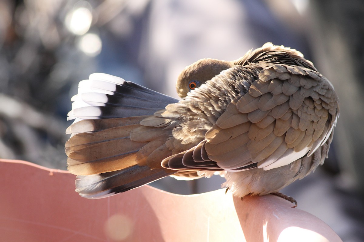 White-winged Dove - ML45590271