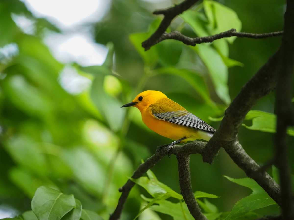 Prothonotary Warbler - ML455906131