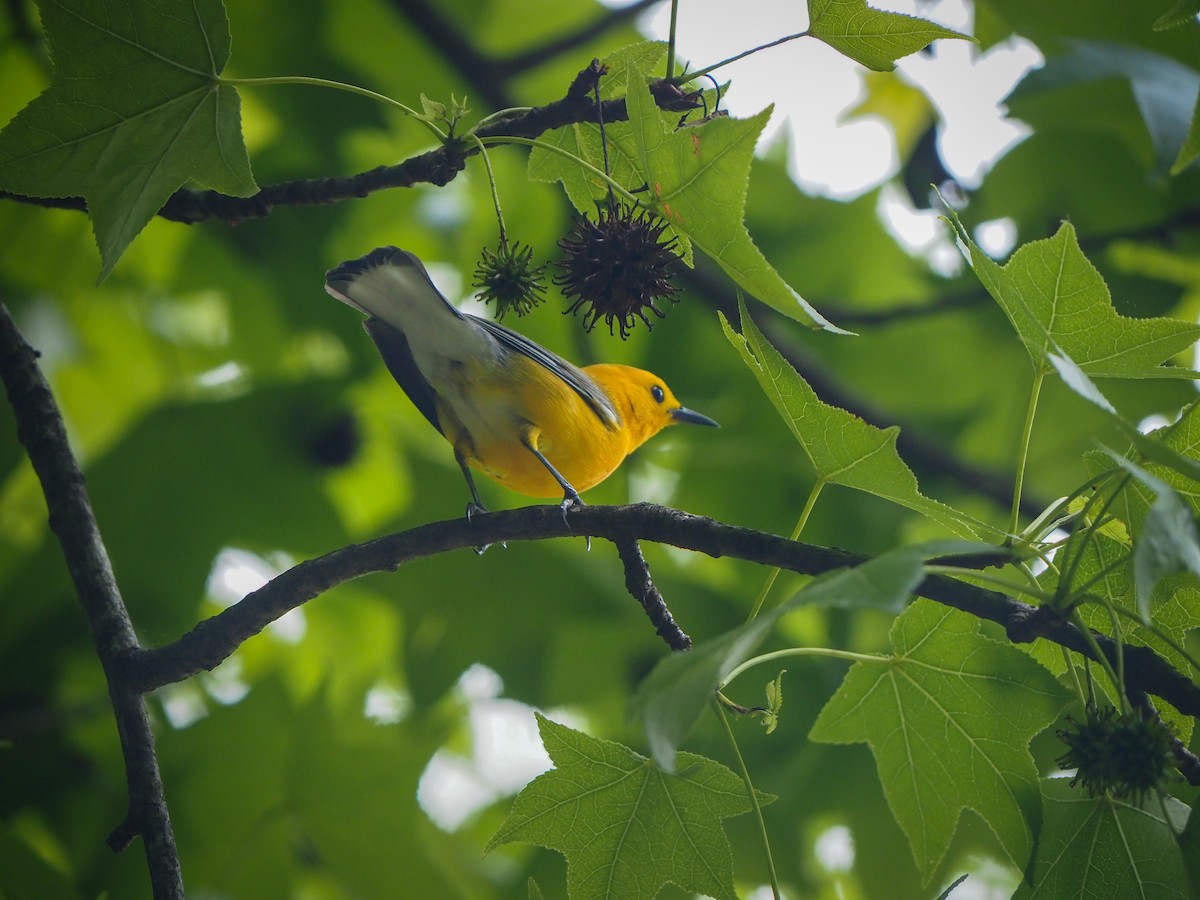 Prothonotary Warbler - ML455906191