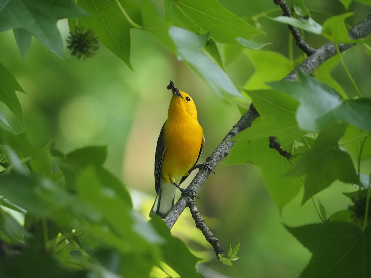 Prothonotary Warbler - ML455906641