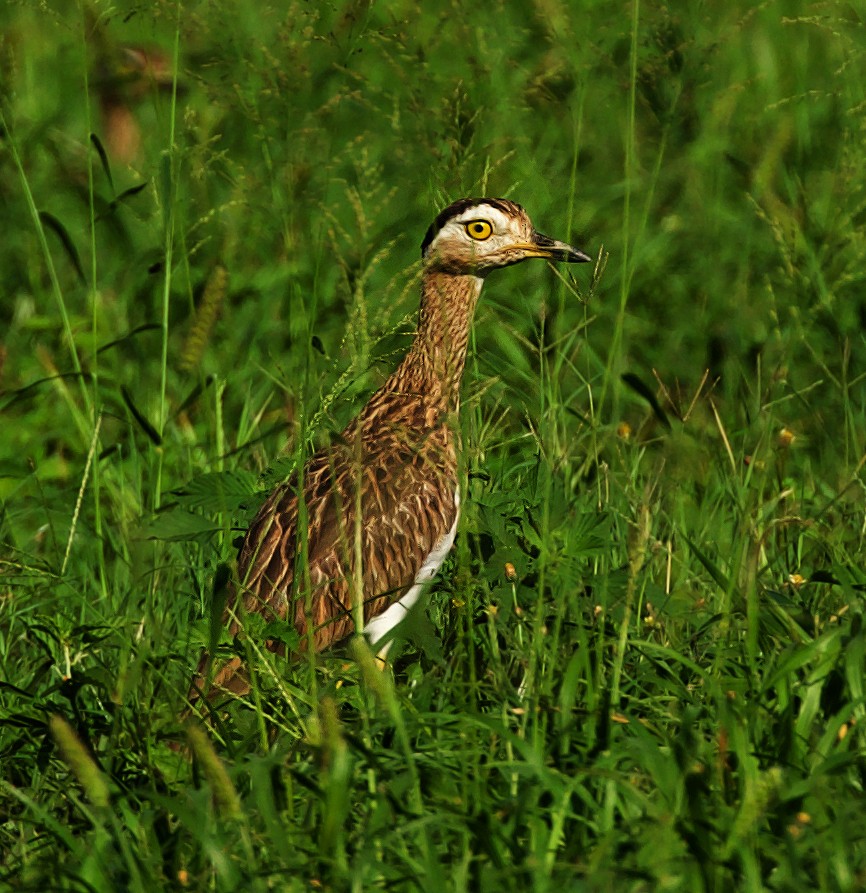 Double-striped Thick-knee - ML455907621