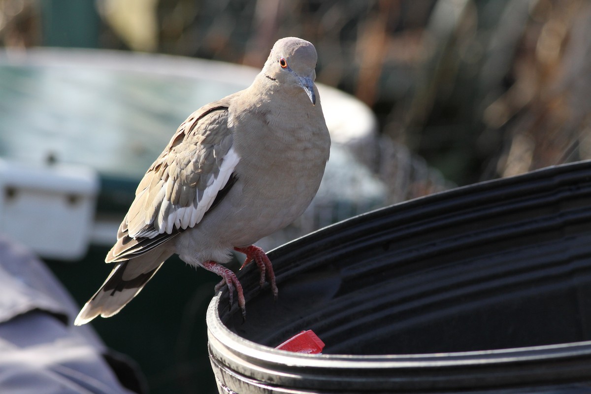 White-winged Dove - ML45591021