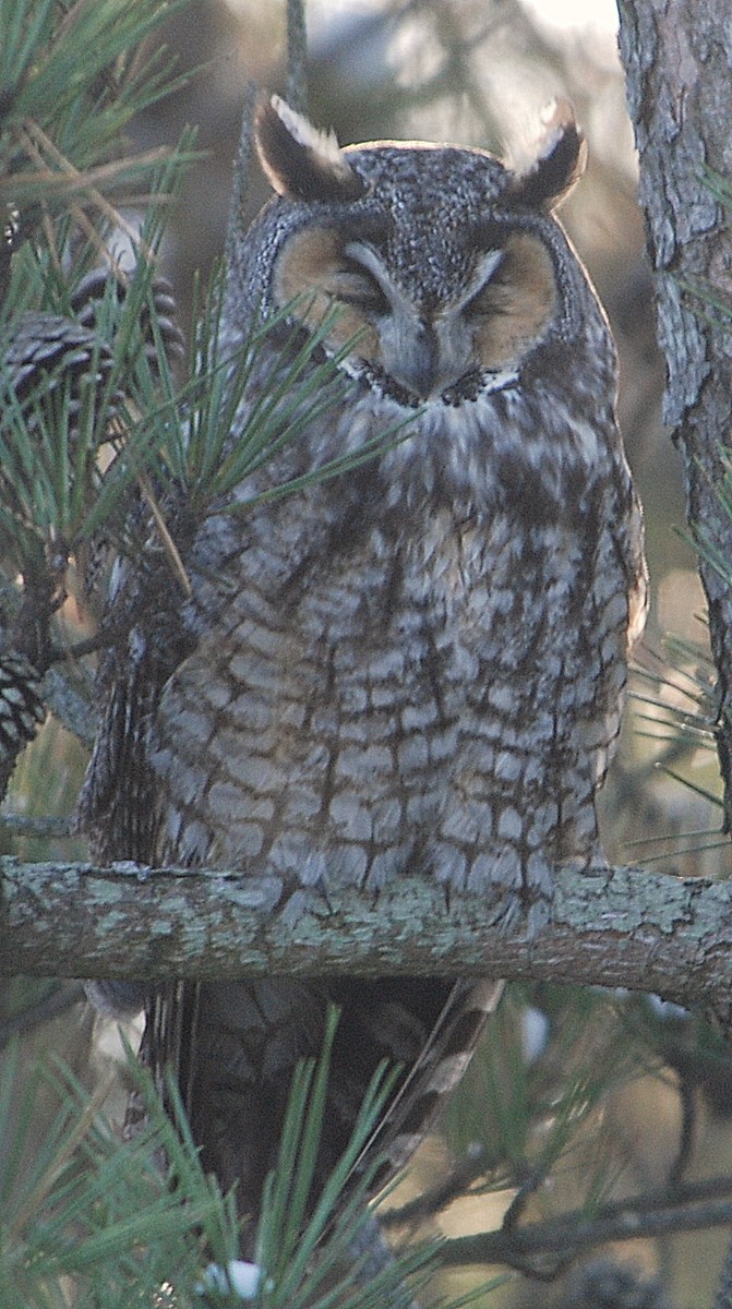 Long-eared Owl - Richard Haimes