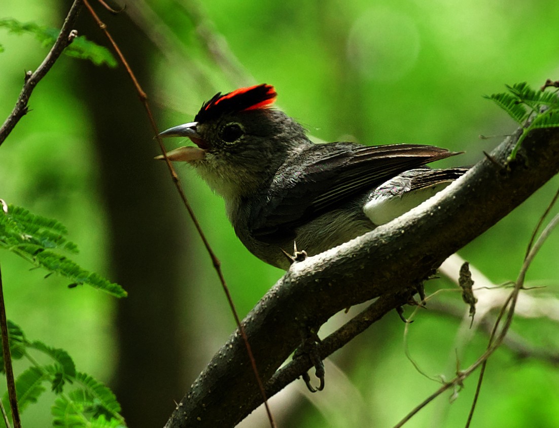 Pileated Finch - ML455912621