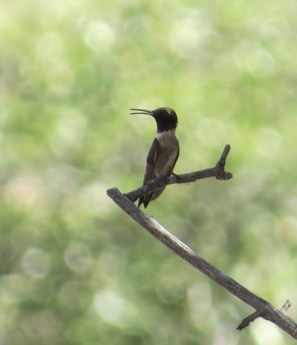 Black-chinned Hummingbird - ML455914791