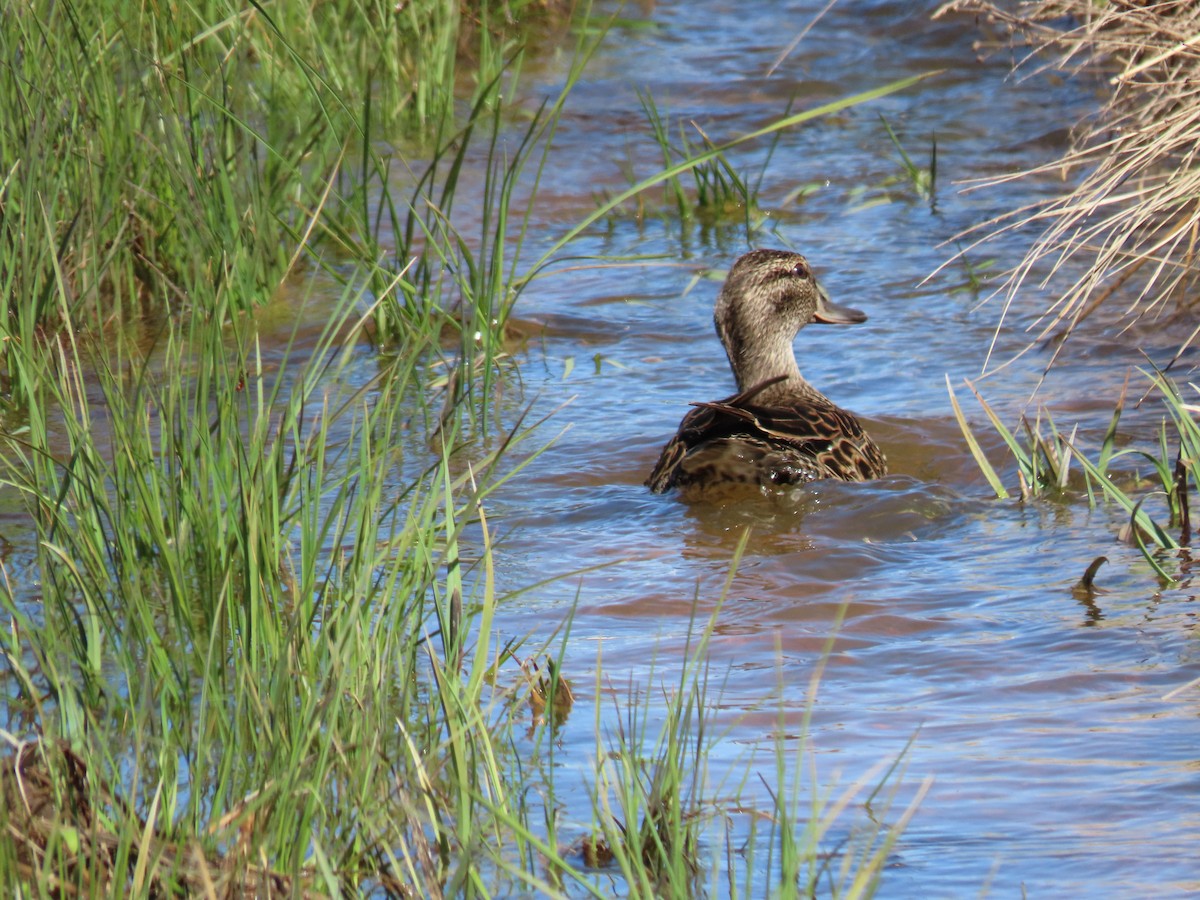 Green-winged Teal - ML455919591