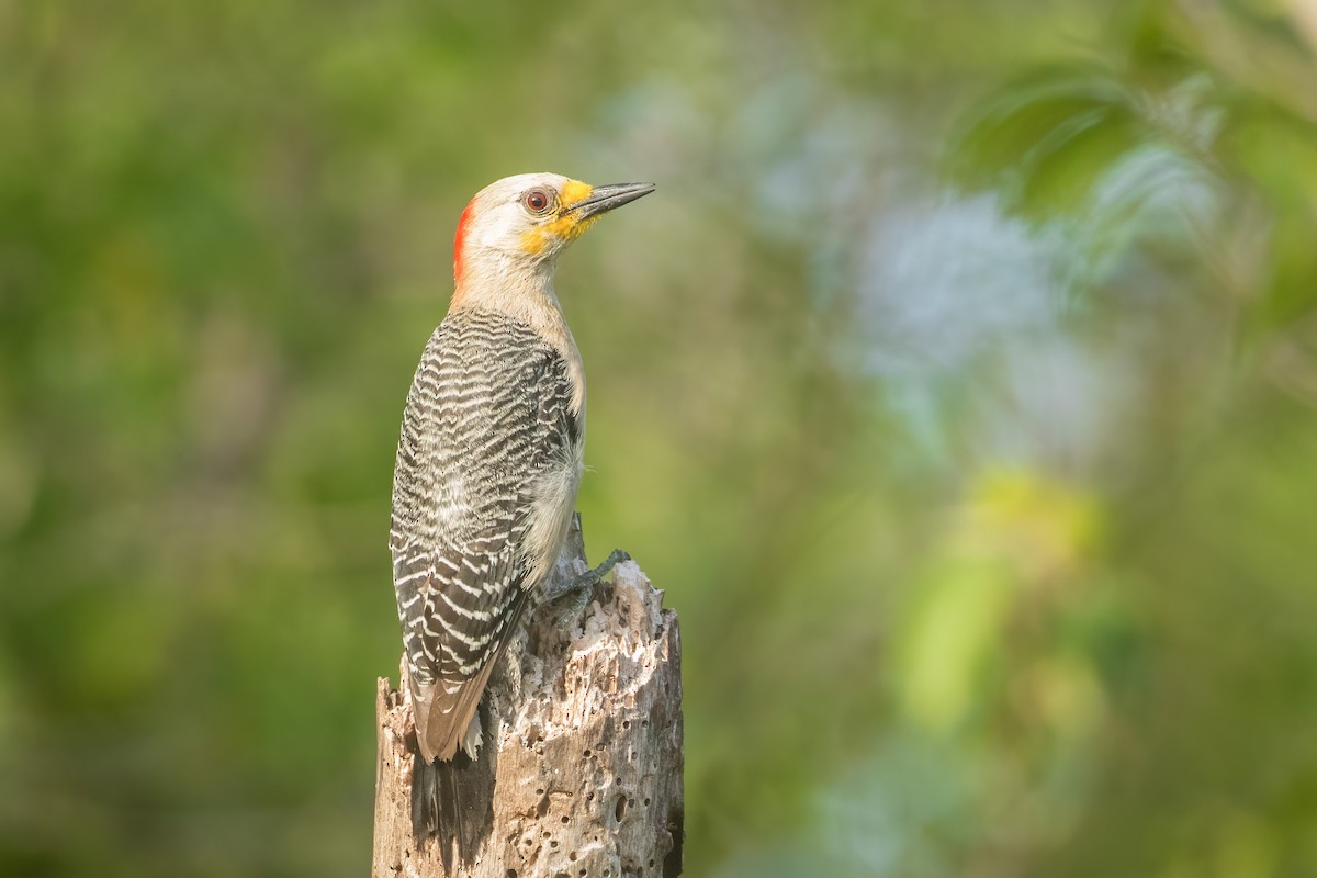 Yucatan Woodpecker - Tanner Martin