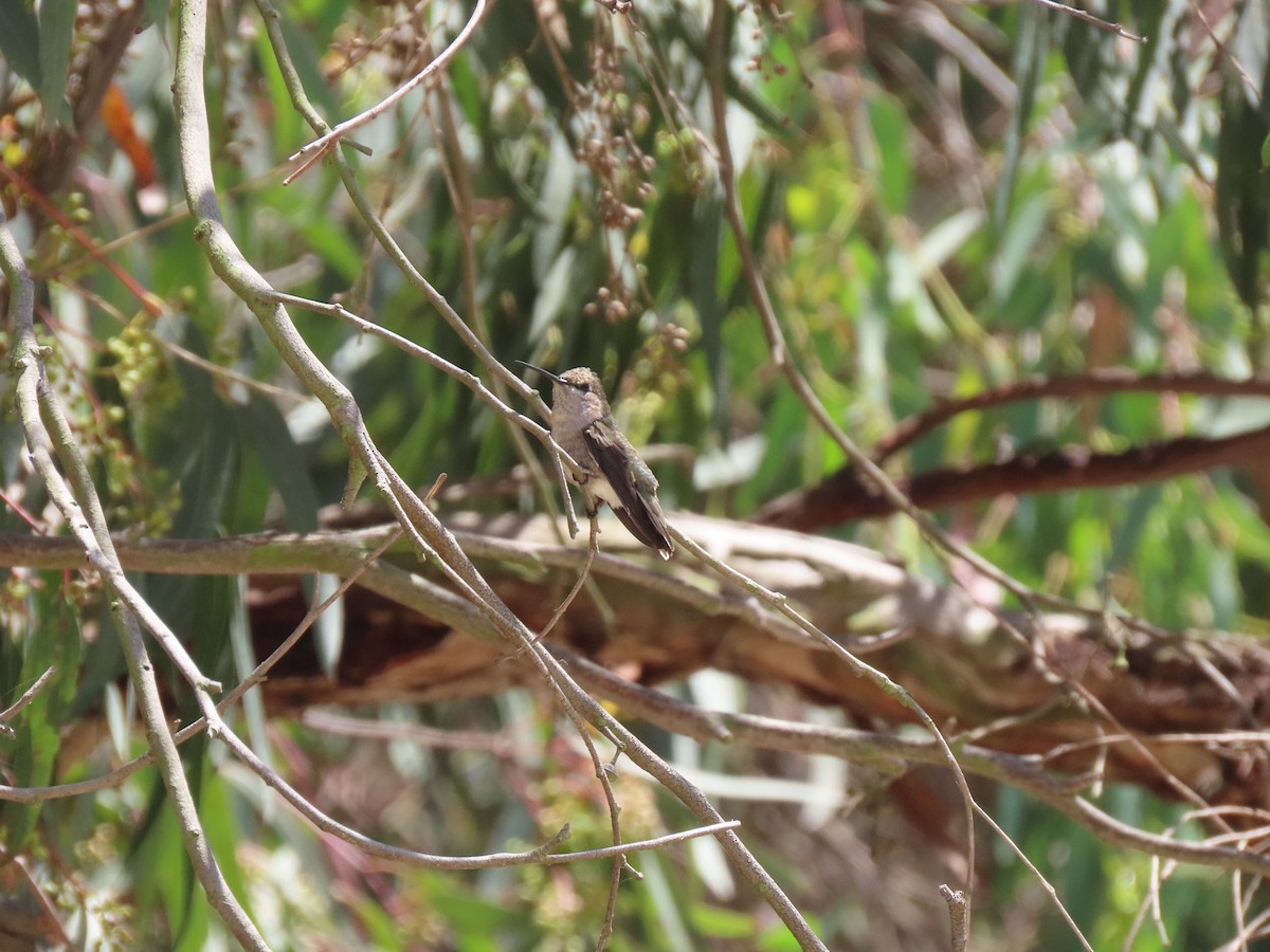 Black-chinned Hummingbird - ML455922951