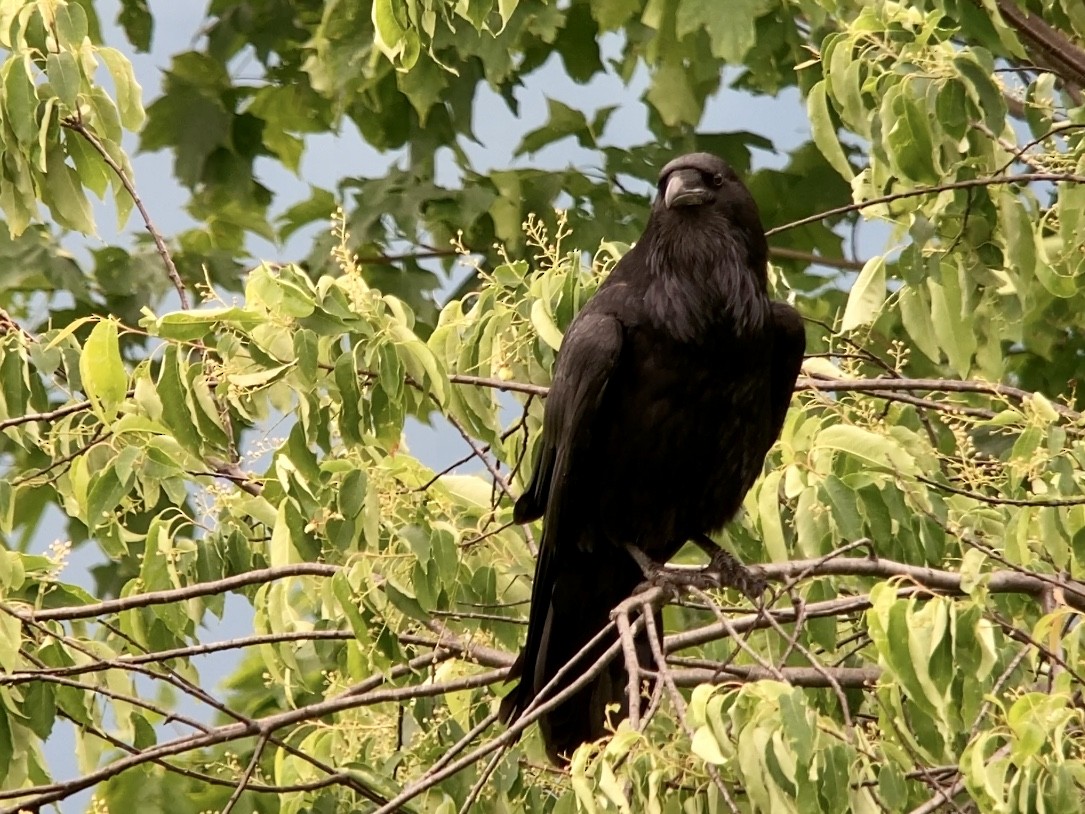 Common Raven - ML455924901