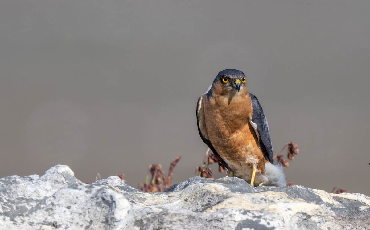 Rufous-breasted Sparrowhawk - William Richards