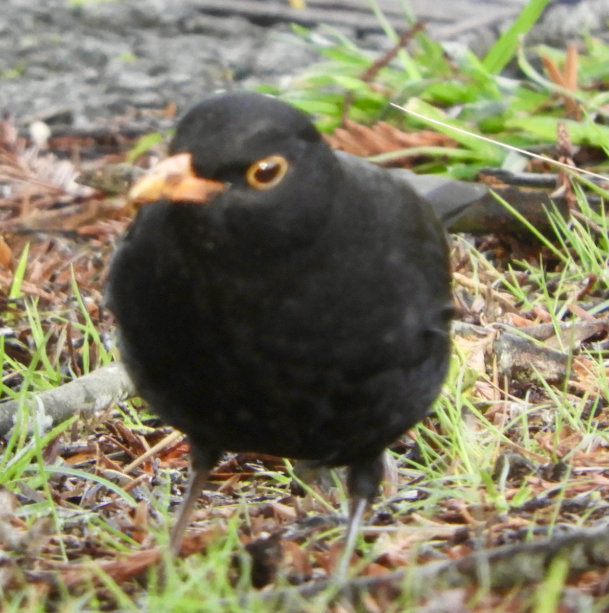 Eurasian Blackbird - ML455926461
