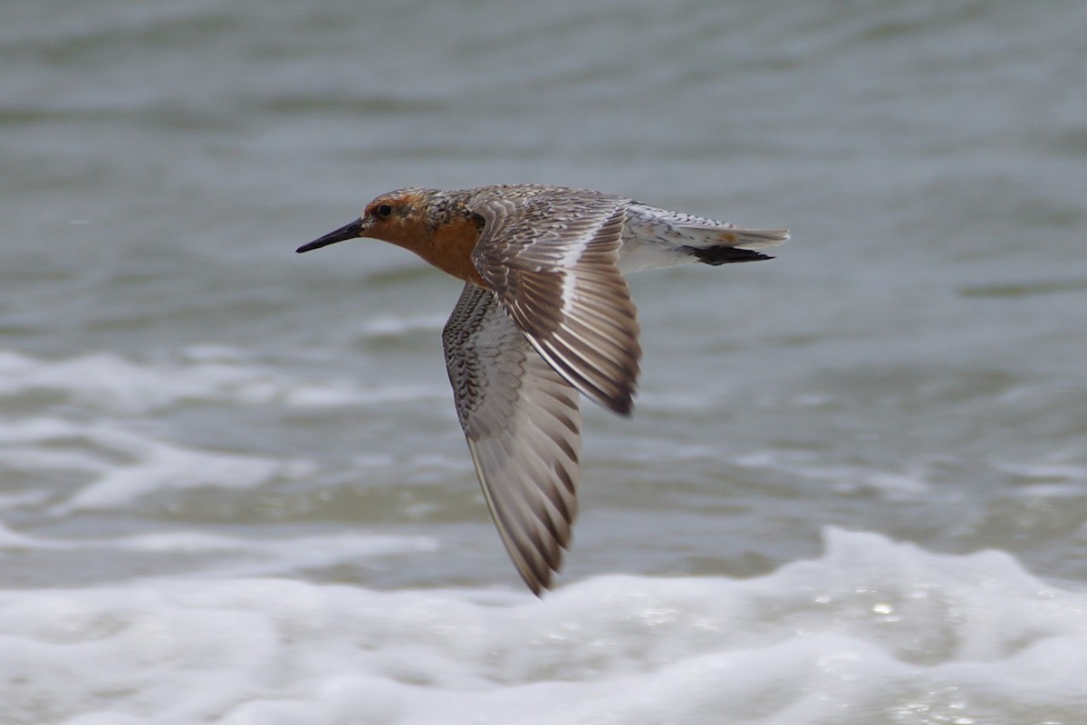 Red Knot - ML455927961