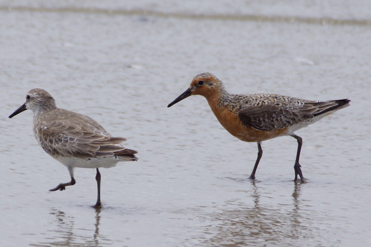Red Knot - ML455928181
