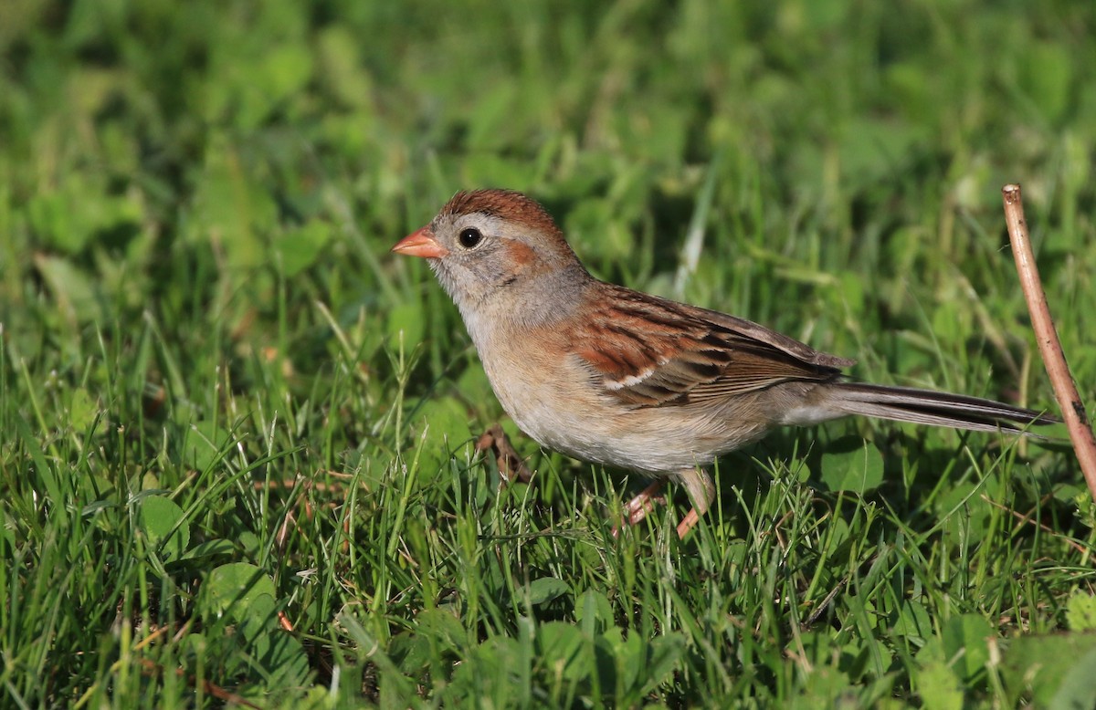 Field Sparrow - ML455933401
