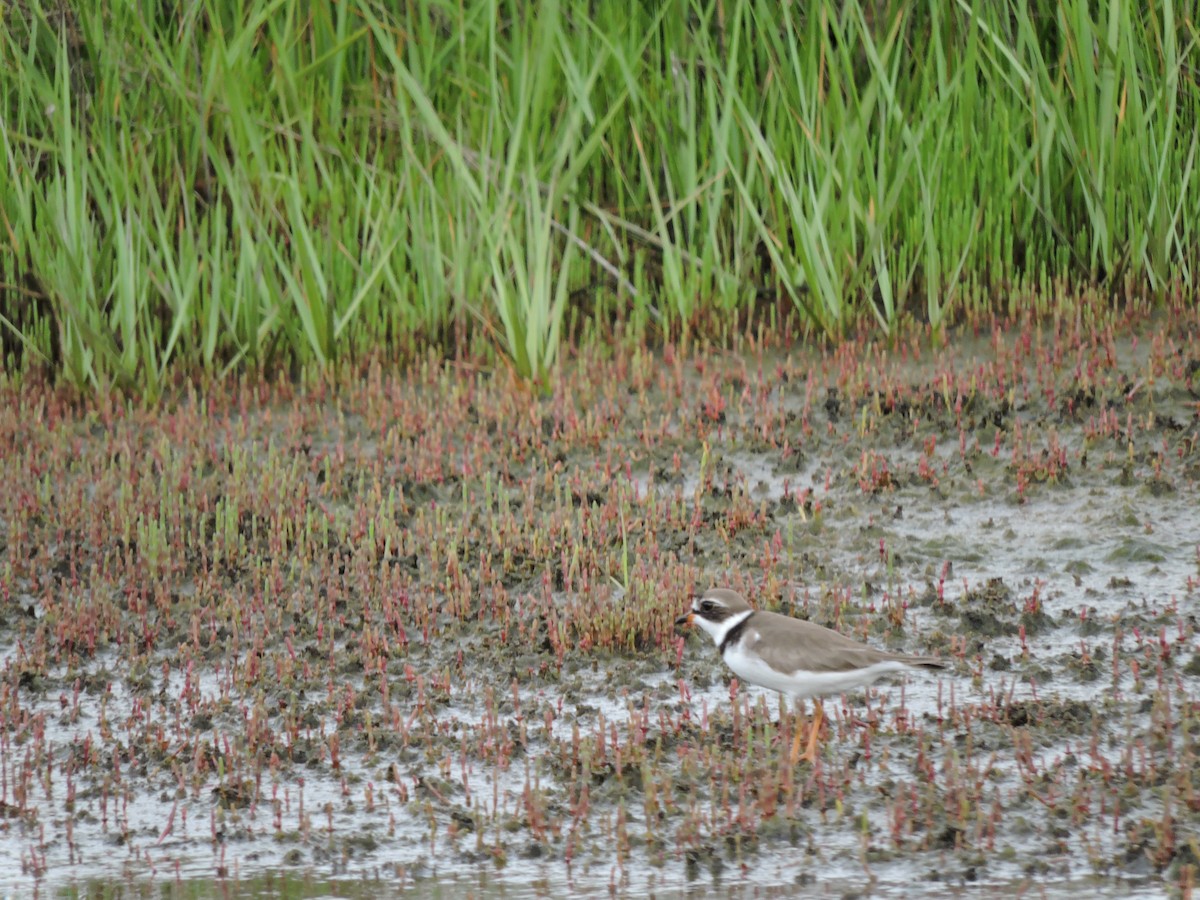 eBird Checklist 2 Jun 2022 Timber Point Golf CourseEast Marina