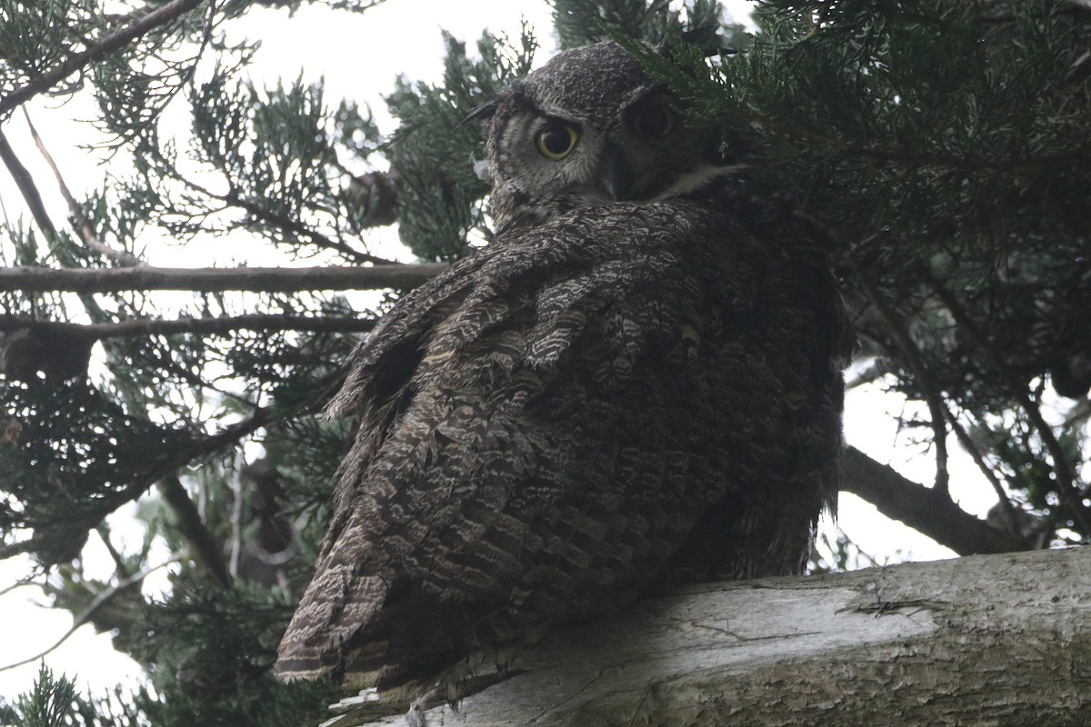 Great Horned Owl - julie clark