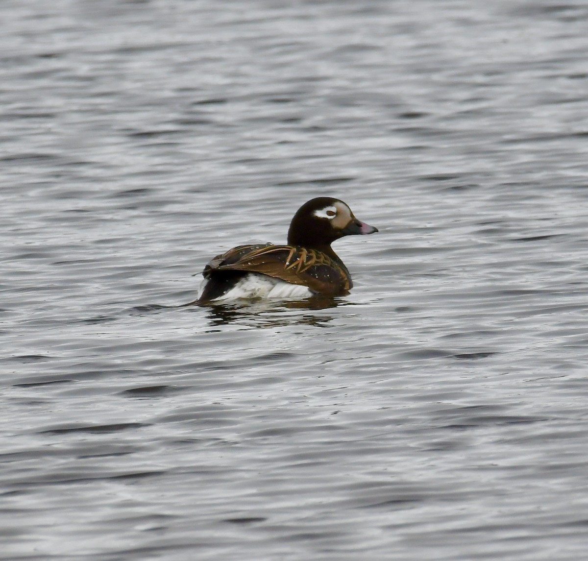 Long-tailed Duck - ML455939831