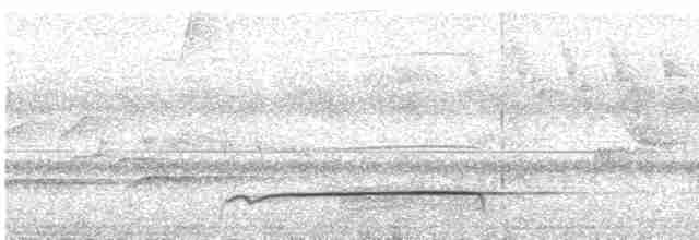 Лінивка-смугохвіст білогорла (підвид torridus) - ML455950511