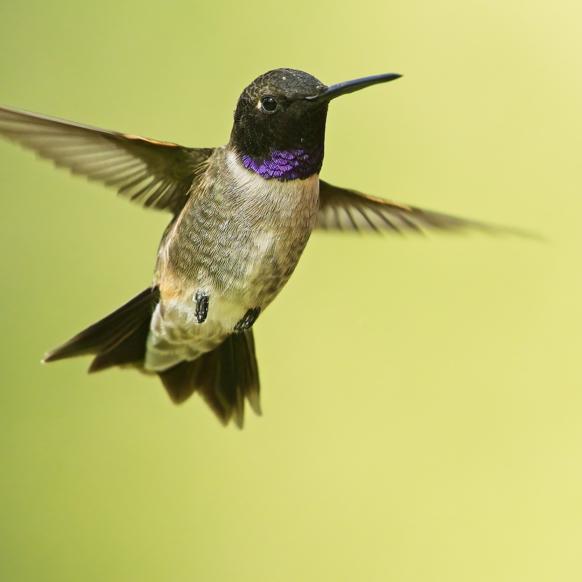 Black-chinned Hummingbird - James Moodie