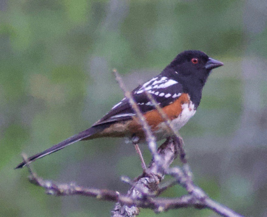 Spotted Towhee - ML455956161