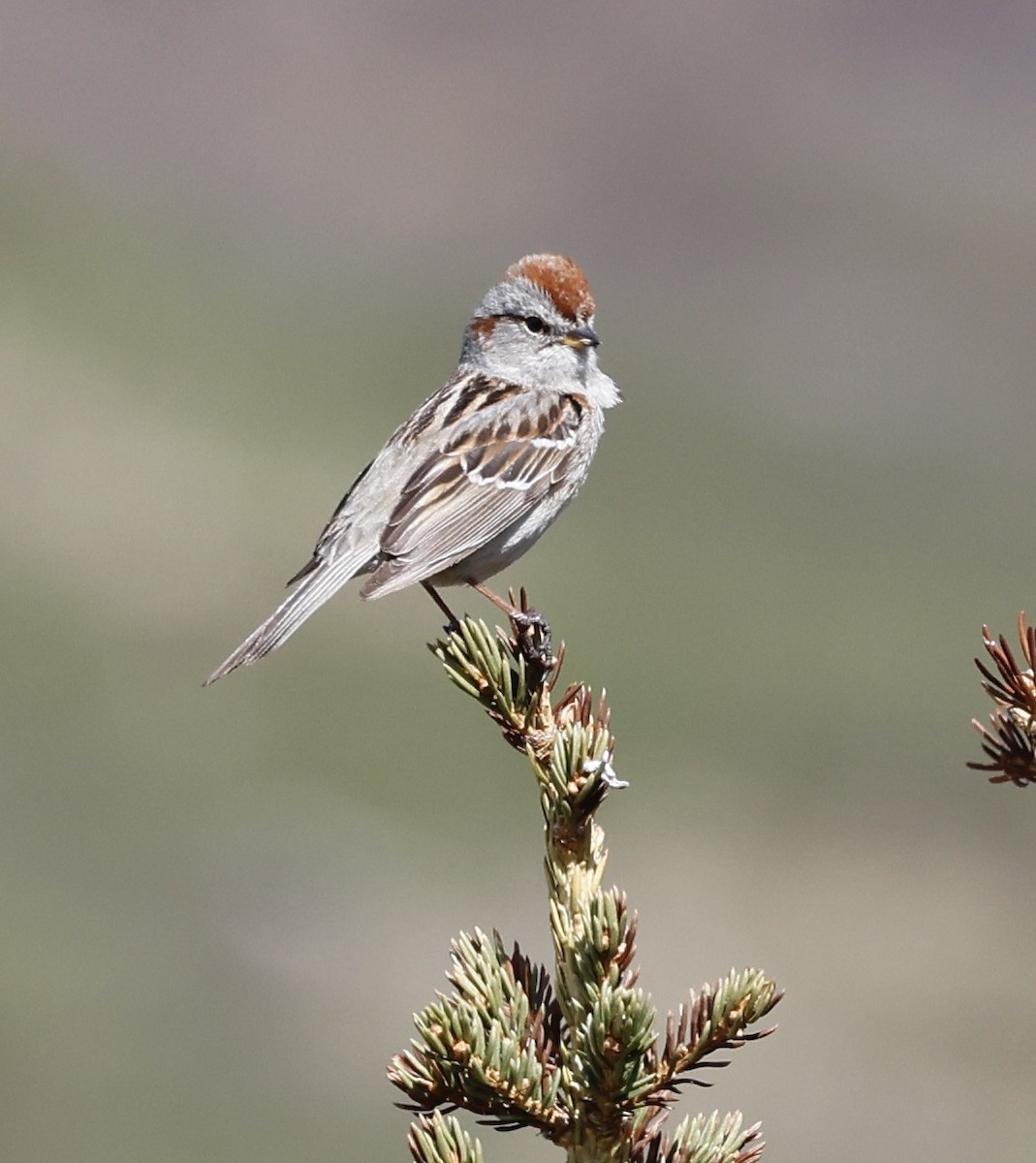American Tree Sparrow - ML455957241
