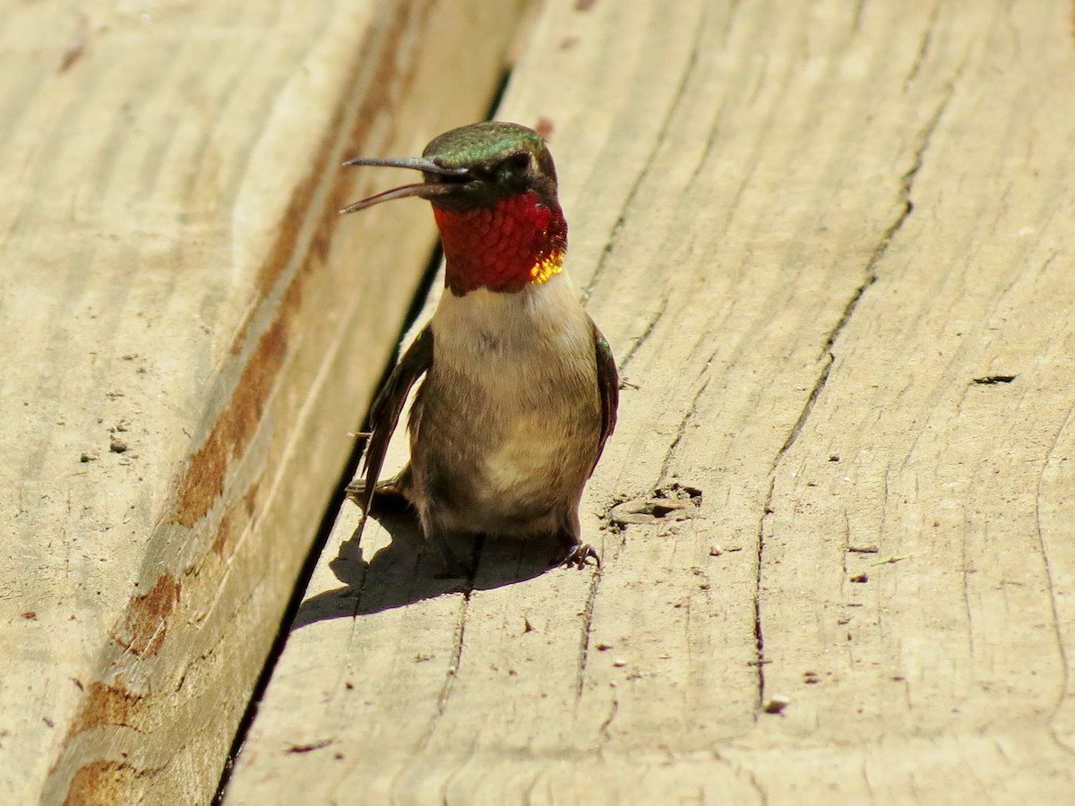Ruby-throated Hummingbird - ML45596051