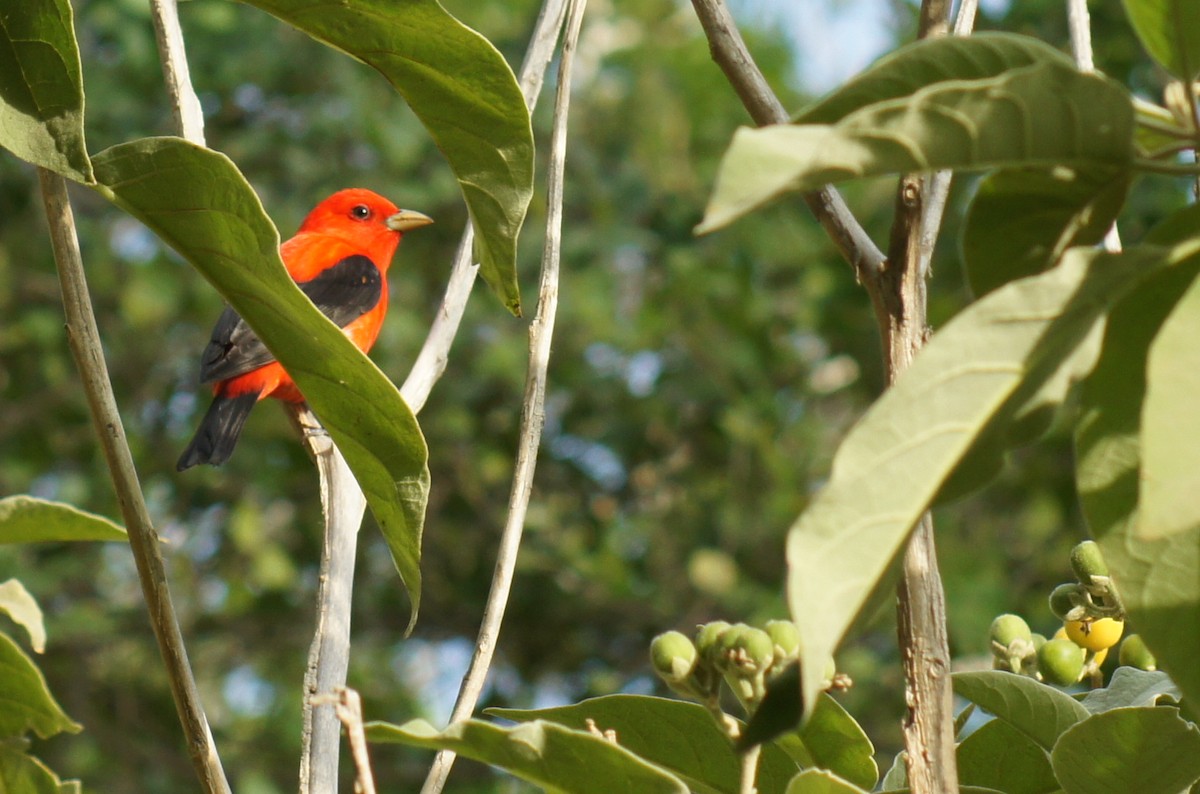 Scarlet Tanager - ML455962051