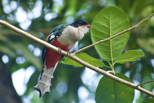 Cuban Trogon - eBird