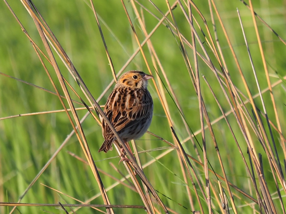 Baird's Sparrow - ML455969881