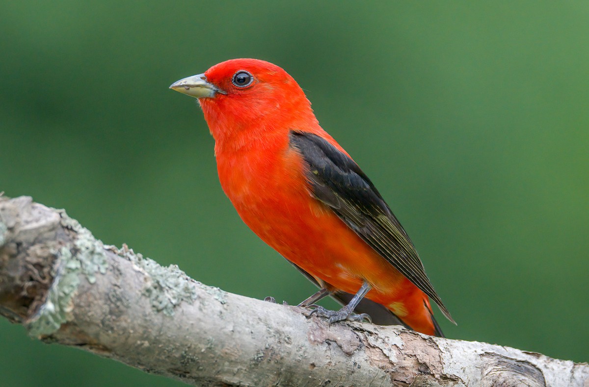 Scarlet Tanager - ML455977051