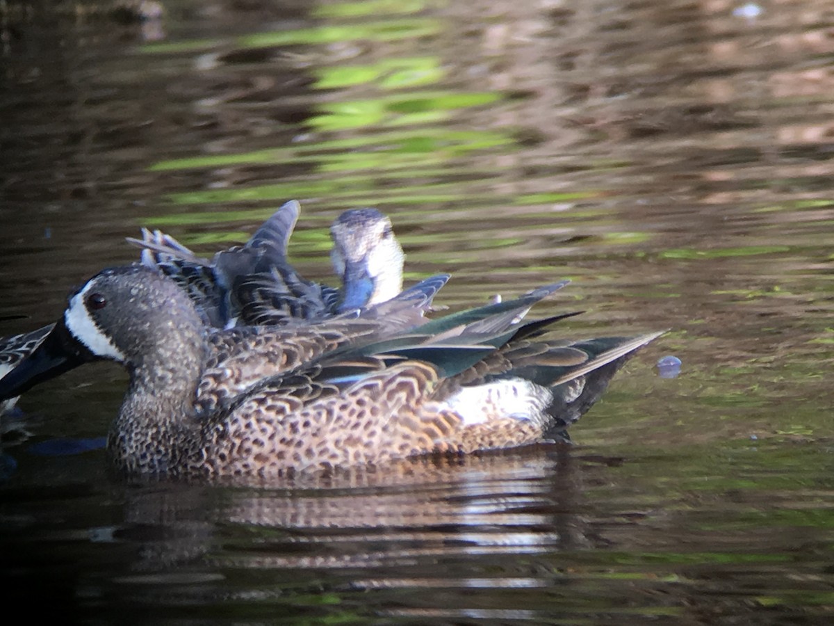 Blue-winged Teal - ML45598041