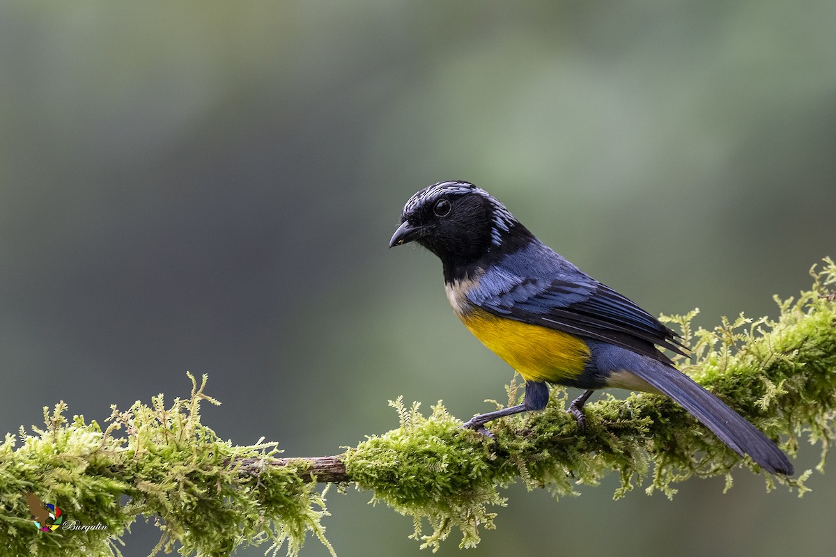 Buff-breasted Mountain Tanager - ML455980501