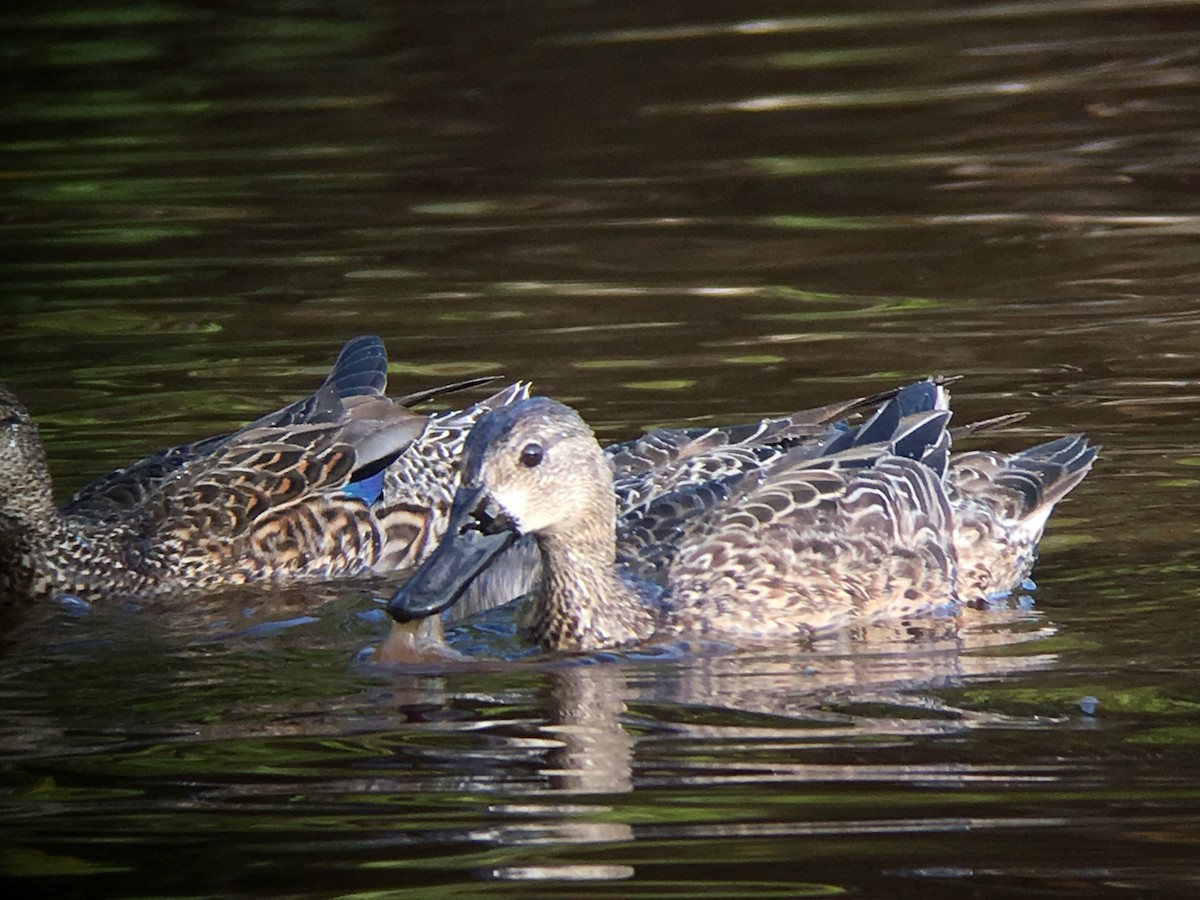 Blue-winged Teal - ML45598051