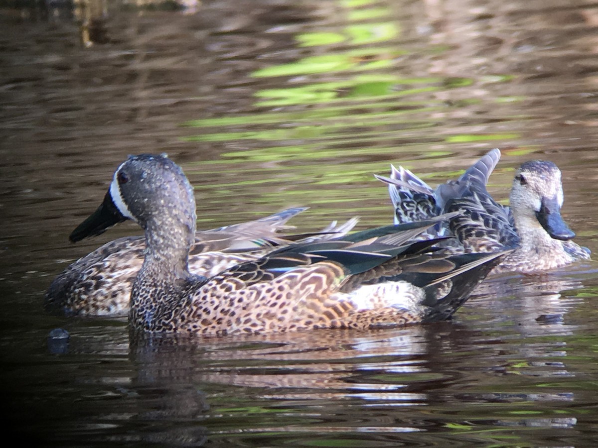 Blue-winged Teal - ML45598061
