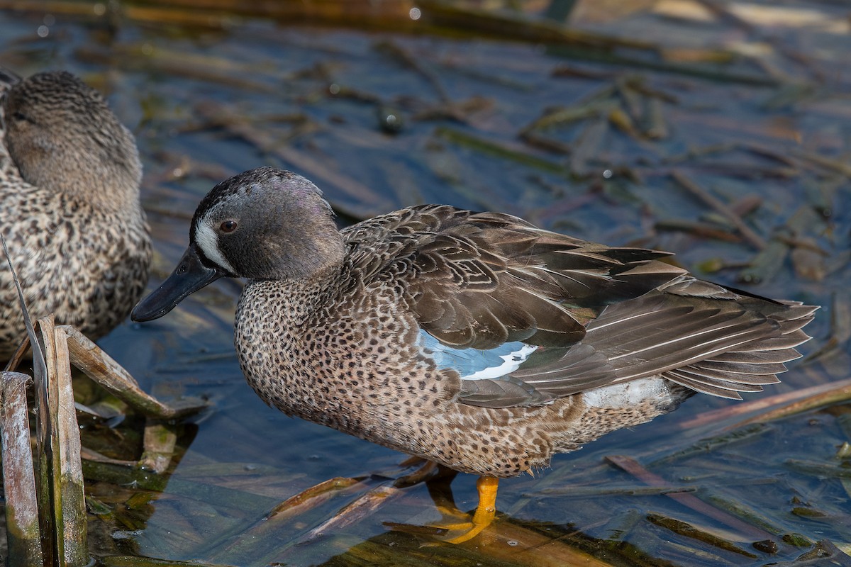 Blue-winged Teal - ML45598311