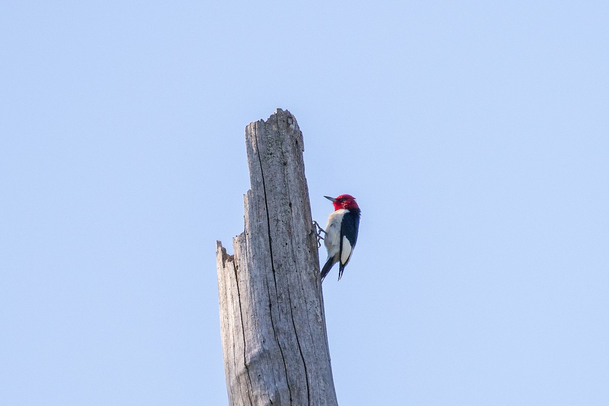Red-headed Woodpecker - ML455987101